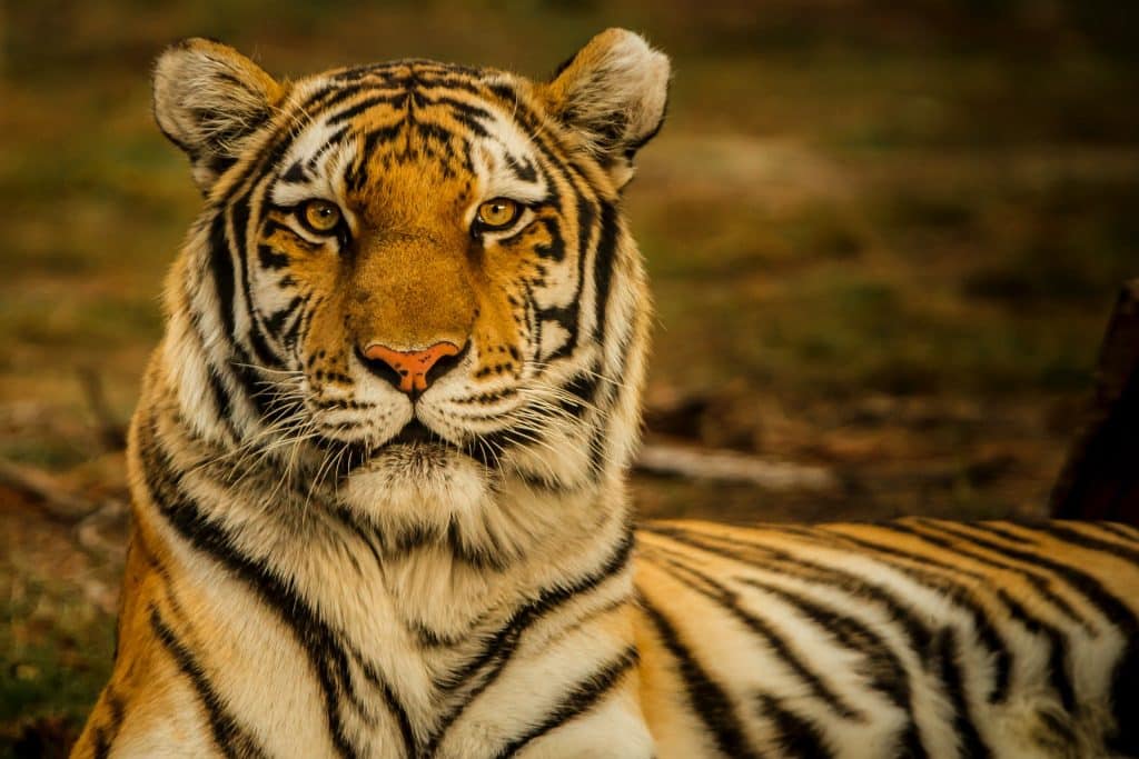 Cómo usar cristales de ojo de tigre para alinear tus chakras
