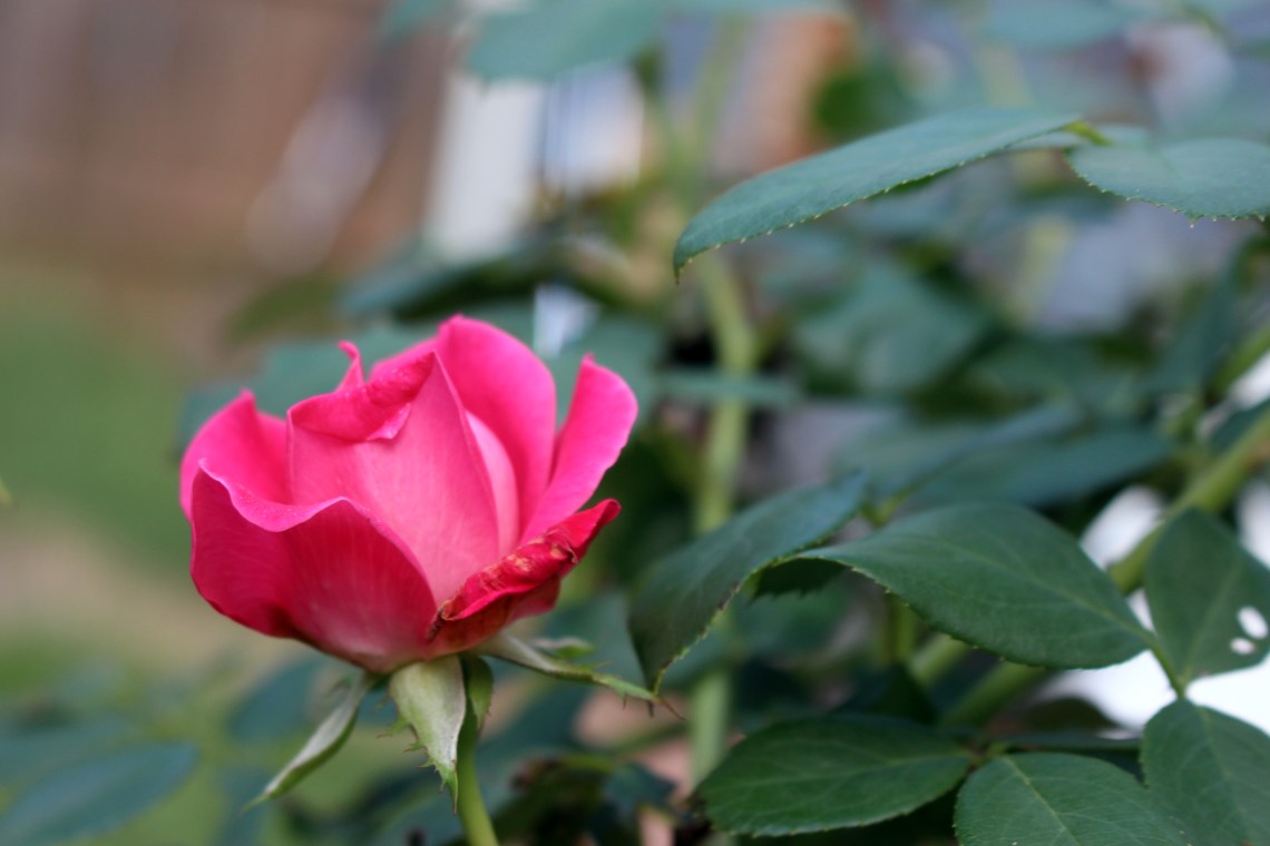 Hechizo de jardín de rosas para el amor