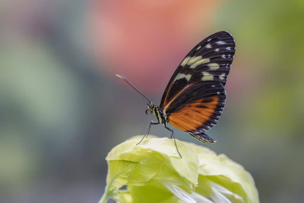 Sueños de mariposas: revelando significados ocultos y señales de advertencia