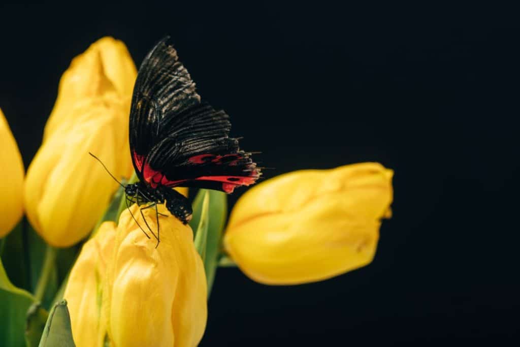 La mariposa agraciada: una señal celestial de los seres queridos que han partido