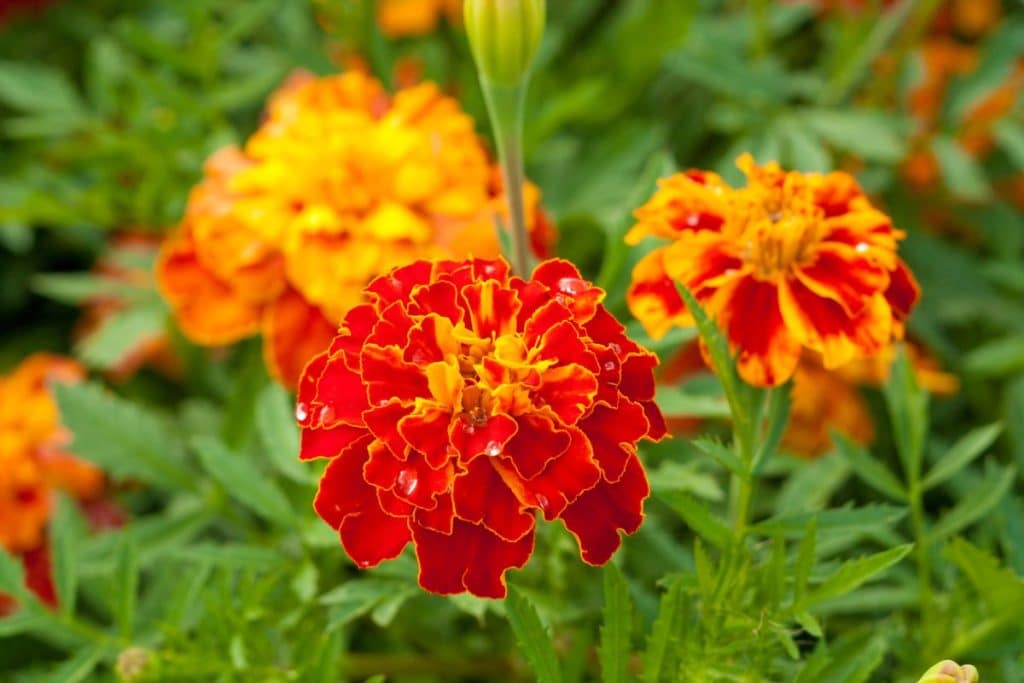 11 flores para plantar en tu jardín que te traen buena suerte
