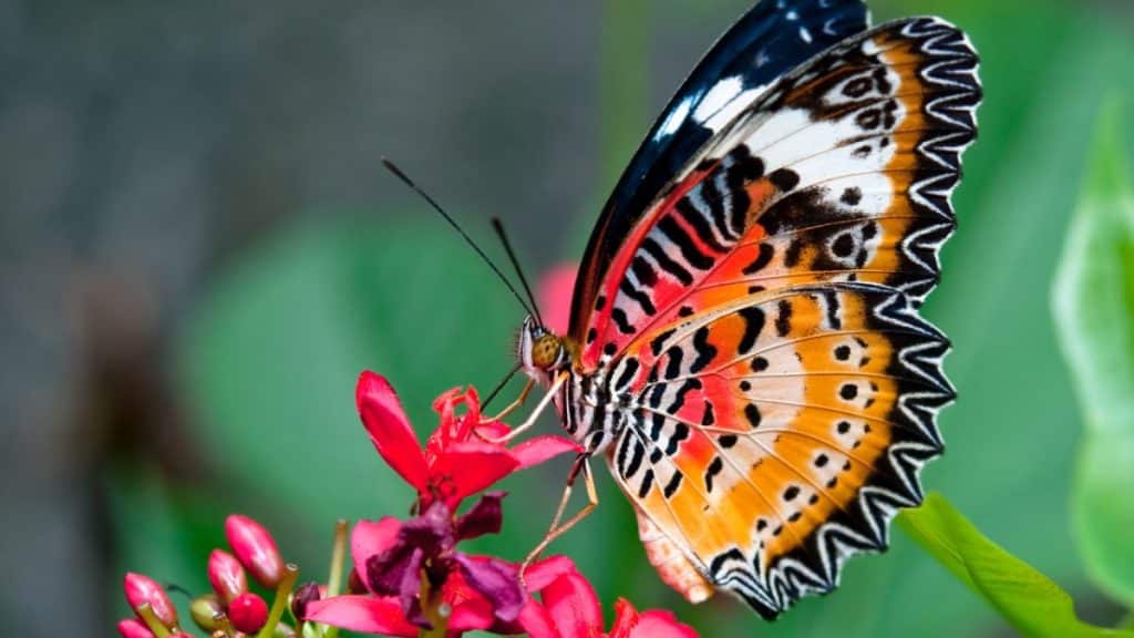 Maravillas aladas: un viaje encantador a través del simbolismo y los poderes de los búhos, los colibríes, las libélulas, las mariposas y los cardenales