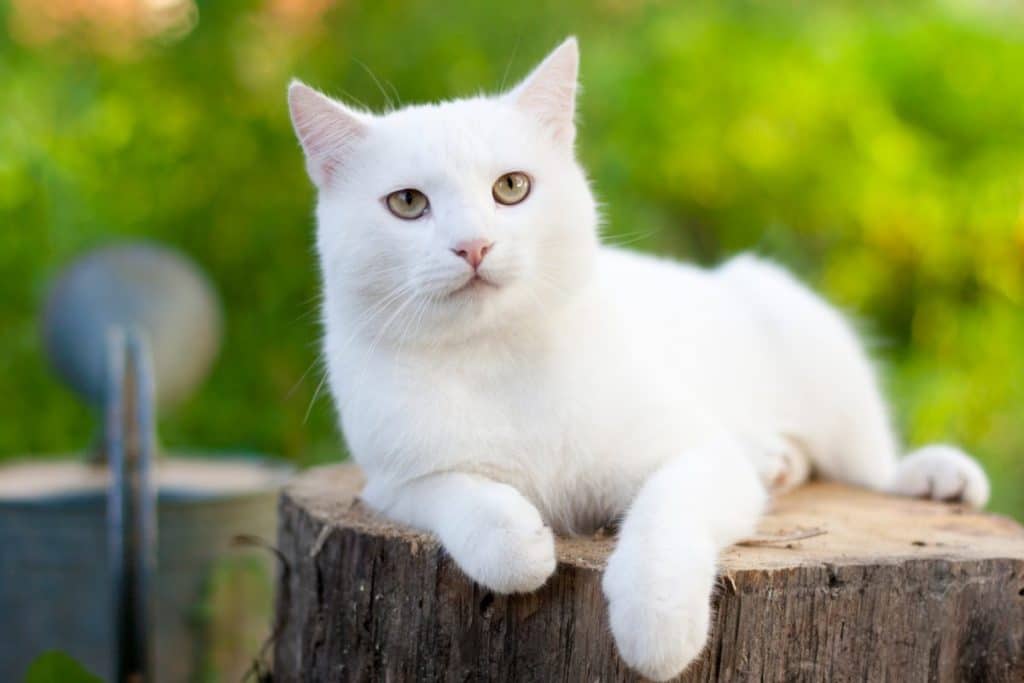 El significado espiritual de los colores de los gatos y sus significados
