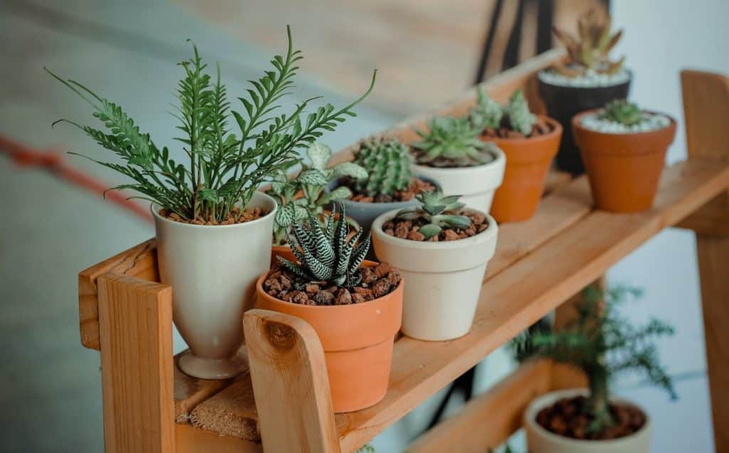 Cómo decorar con plantas