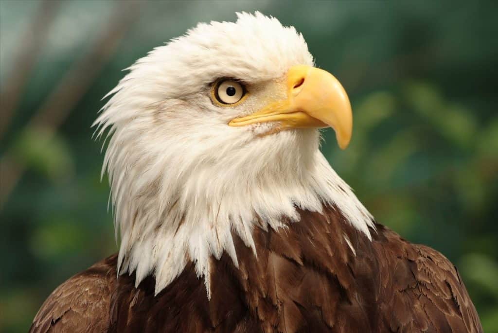 El águila majestuosa: mensajes elevados de seres queridos en el mundo de los espíritus