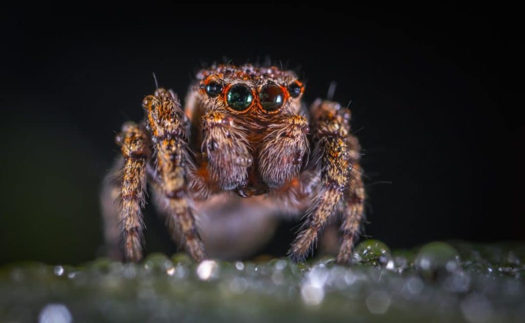 El fascinante significado espiritual de las arañas