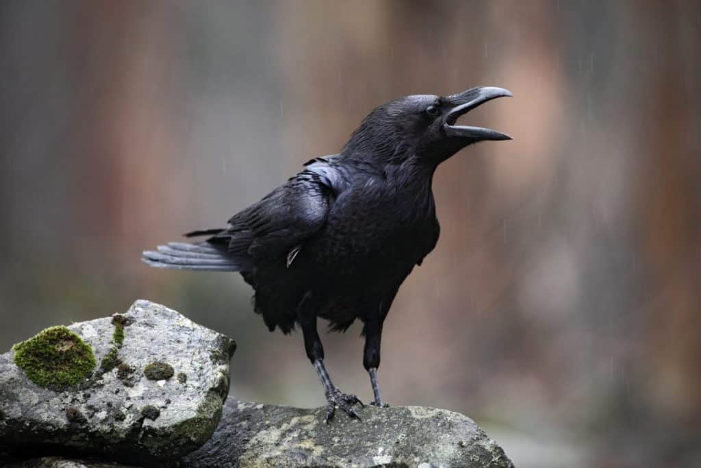 Las supersticiones que rodean a los cuervos y los cuervos: brujería y presagios