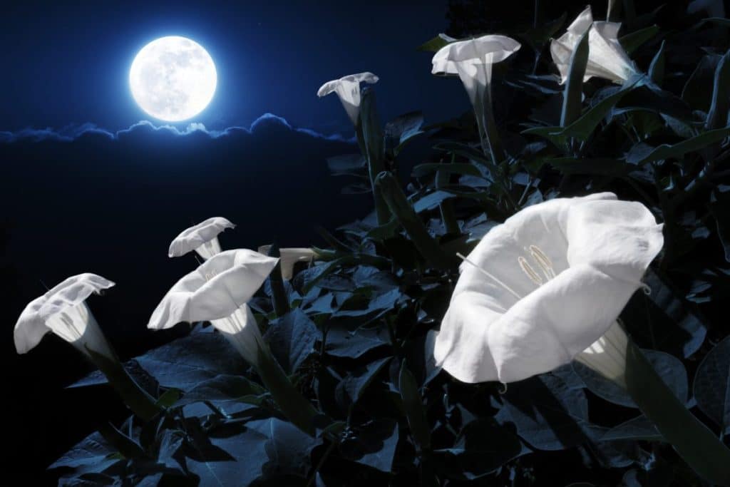 Moonflower: una guía para este encantador bombacho nocturno