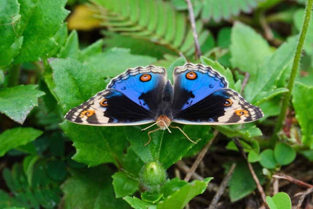 Sueños de mariposas: revelando significados ocultos y señales de advertencia