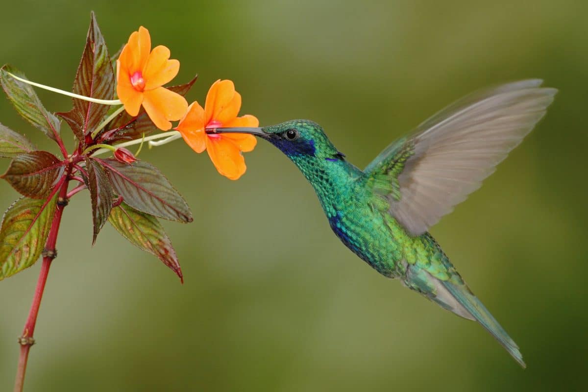 El colibrí encantador: señales vibrantes de los seres queridos que han partido